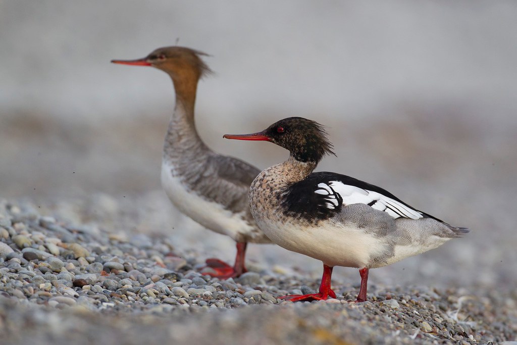 Mergus serrator | Red-breasted Merganser | småskrake