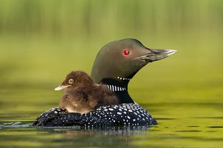 Common Loon with Chick | by www.connorstefanison.com