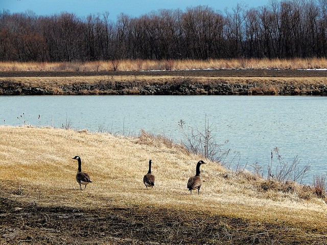 Geese near Montpelier Ohio