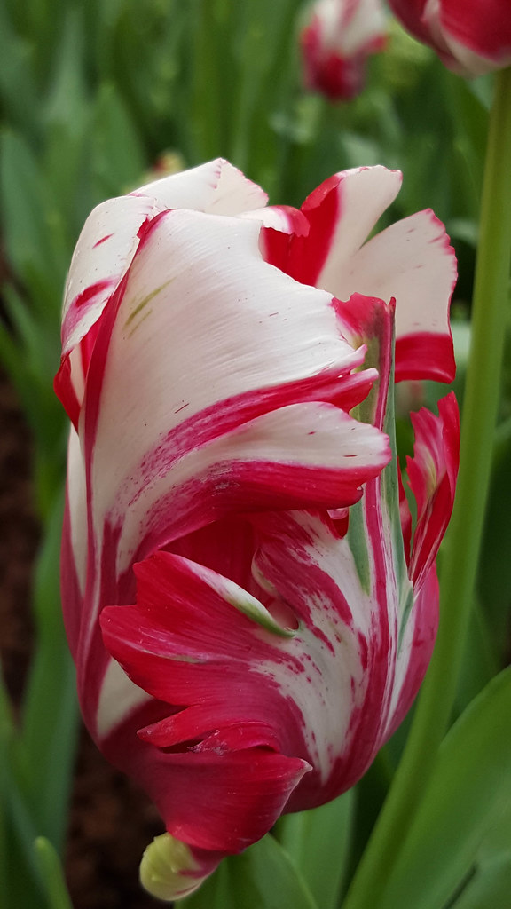 'Estella Rijnveld' | Parrot Tulip To all who visit and view,… | Flickr