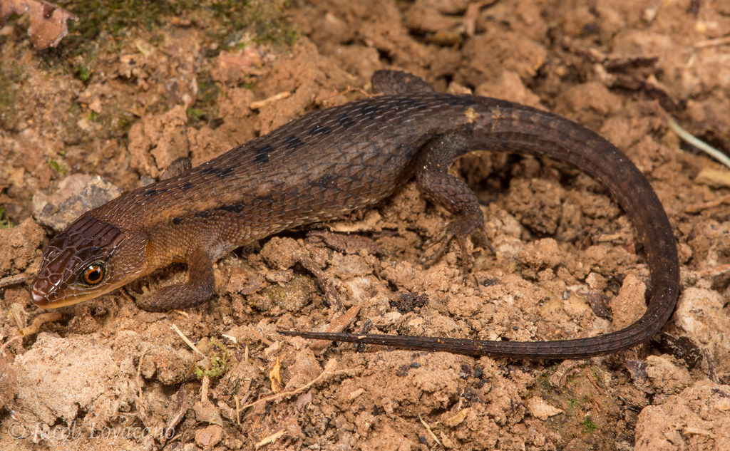 Keeled-bellied Forest Lizard (Alopoglossus atriventris)