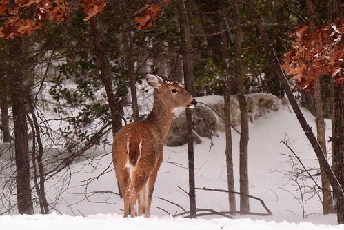 Photo of deer in Dorchester County woods during winter