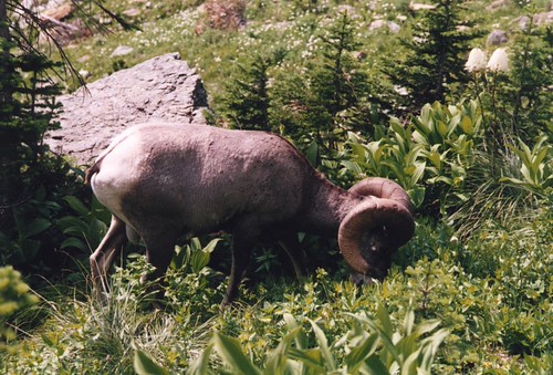 Mufflon | by Bogdan Hlevca