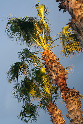 palmtree tree sunset mazarrón spain murcia canoneos350d canon28135 nature lastorres puertodemazarrón bahiademazarrón elmojon costacálida