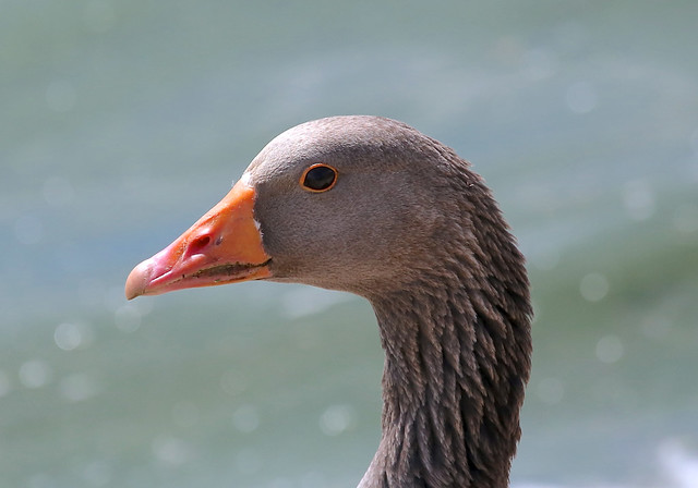 Greylag Goose ------Anser anser