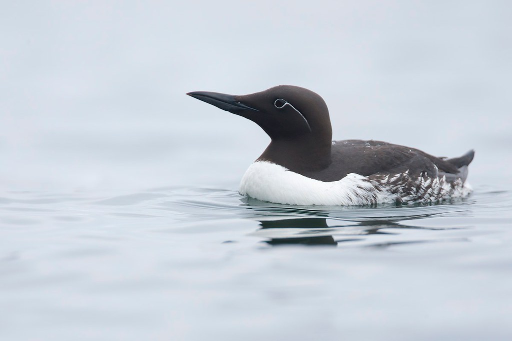 Uria aalge | Common Murre | sillgrissla