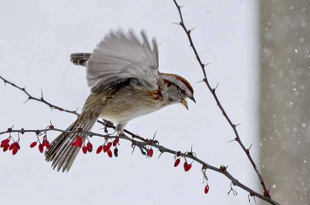 American Tree Sparrow (Spizelloides arborea)_3481