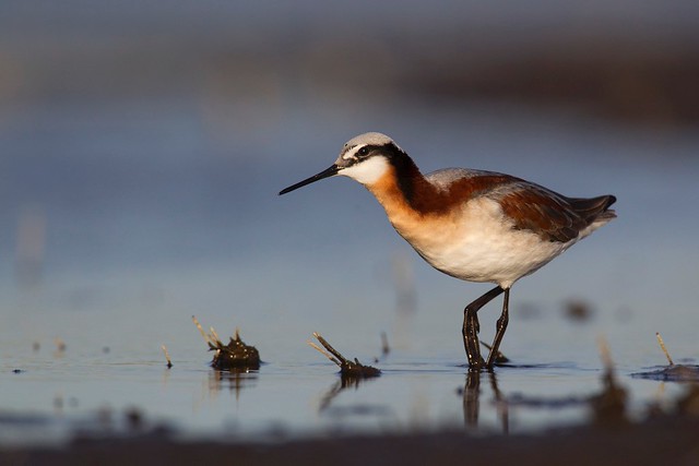 Phalaropus tricolor | Wilson's Phalarope | präriesimsnäppa