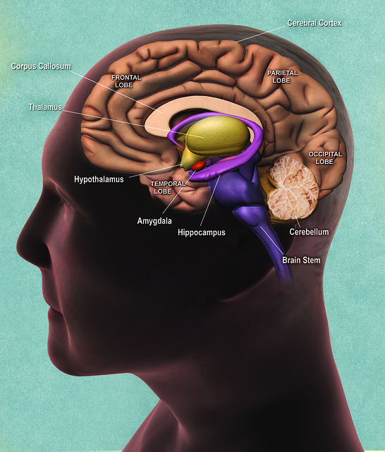 Brain side view
