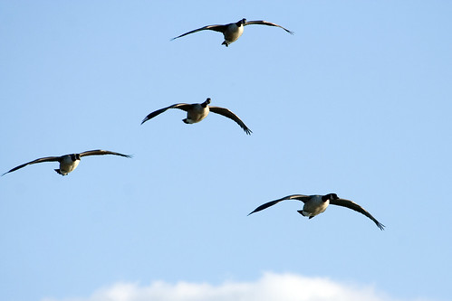 Photo of geese in flight