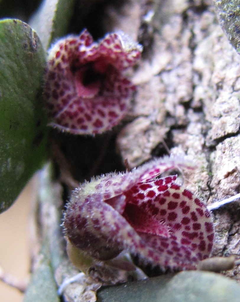 Acianthera sp (Apoda-prorepentia sp)