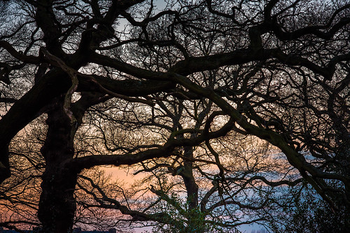 uk sunset england london wow eppingforest d750 oldoaks oldoak romanspixels
