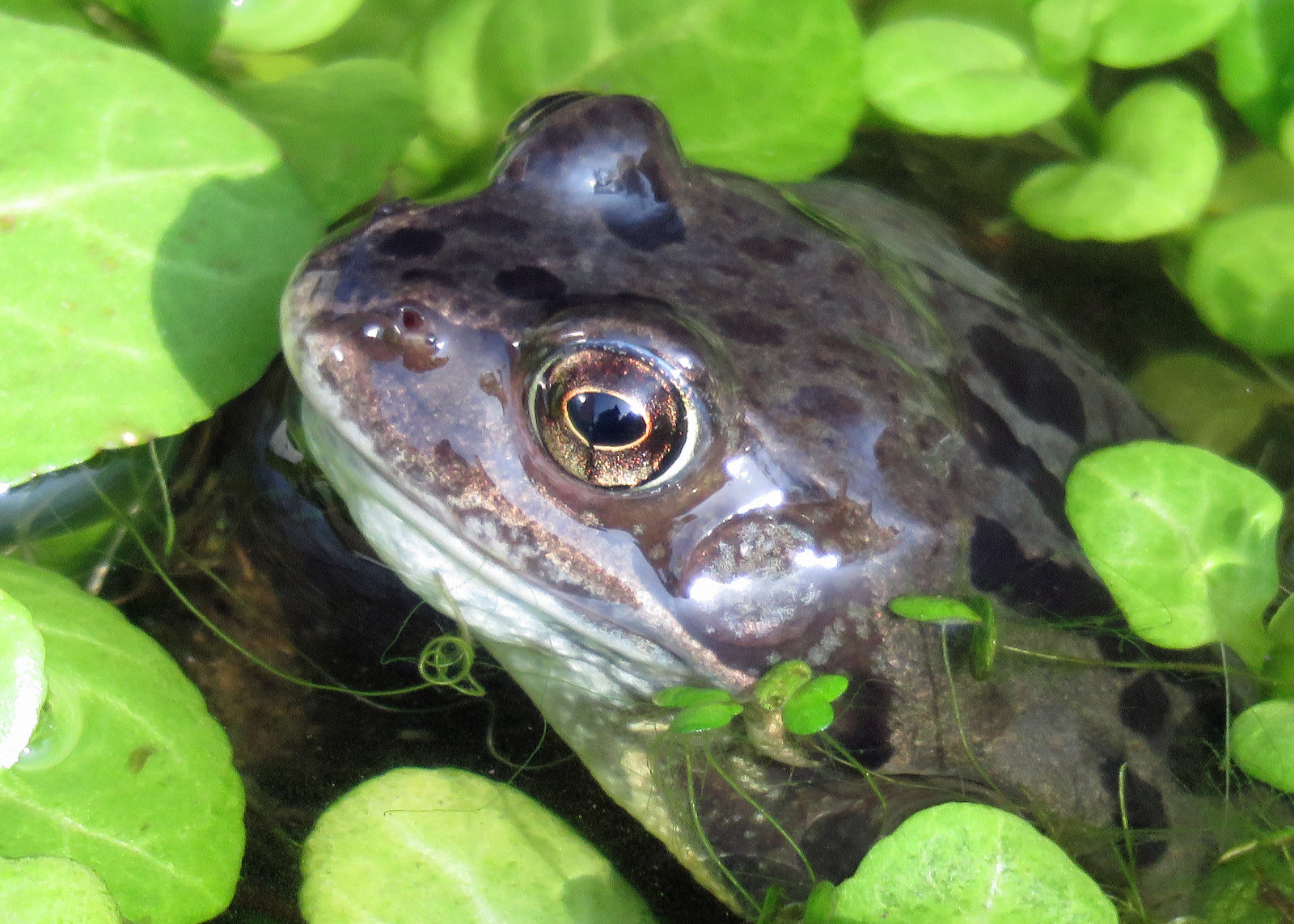 Common Frog - Rana temporaria