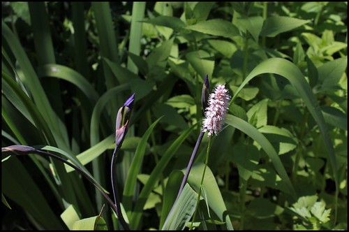 Iris robusta 'Gerald Darby' 25760515022_e3c74c9e9c