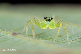 Jumping spider (Onomastus sp.) - DSC_6253