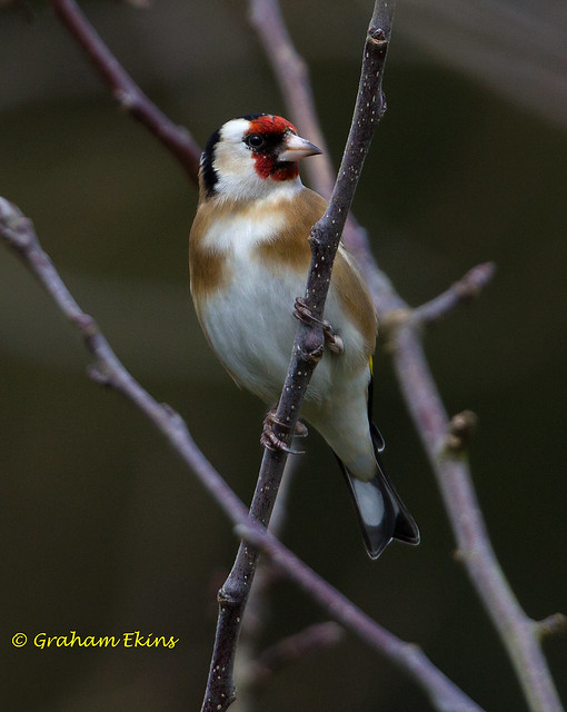 Goldfinch,  Carduelis carduelis britannica