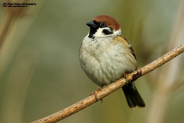Eurasian Tree Sparrow, Passer montanus, male.