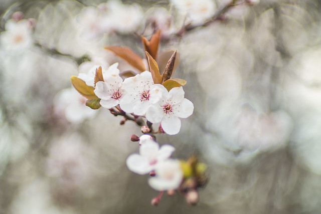 Blossom Bonanza | Prunus cerasifera | Cherry Plum | iv