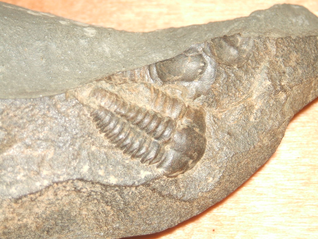 trilobit Ellipsocephalus Hoffi