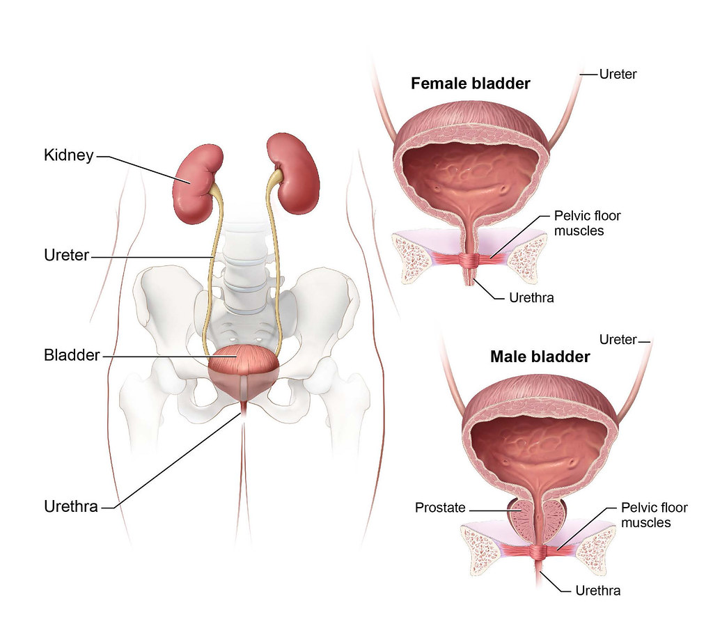 Urinary System An Illustration Of The Male And Female Huma Flickr