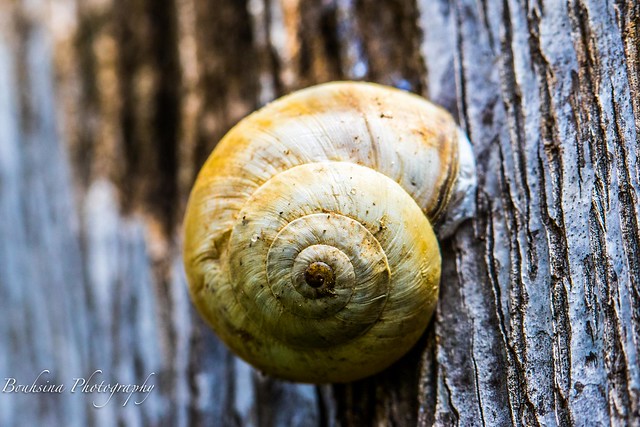 A macro of snail - Escargot