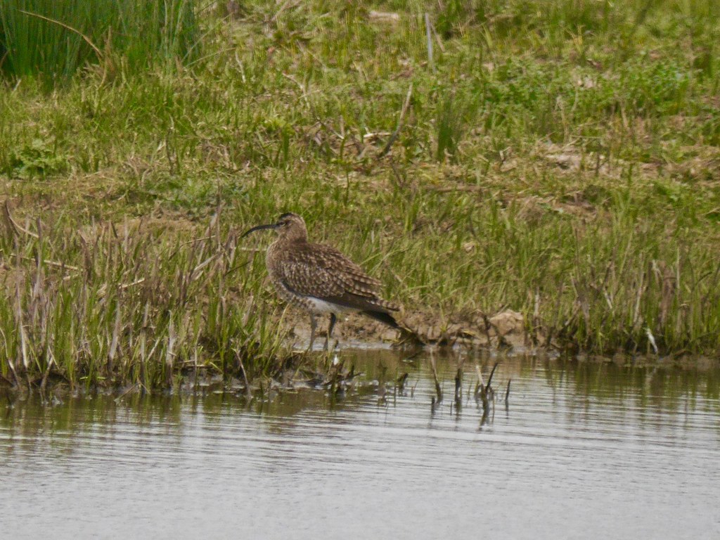 Whimbrel Rspb Whimbrel | RSPB Rainham Marshes | Mike Coleman | Flickr