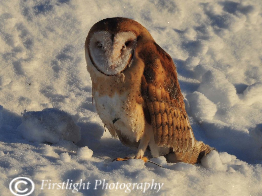 Barn Owl in Snow