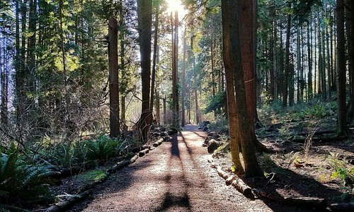 The trail ahead by walneywave, Greenwood Park.park trees winter brown sun canada green nature sunshine forest woodland gold woods r