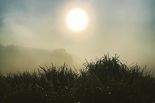 Na #neblina de 2016 #antility #antilityfarroupilha #vsco #vscocam #communityfirst #vscocambrasil #vscovisual #igers #farroupilha #farroupilhars #riograndedosul by Felipe Vitoria, square squareformat iphoneography instagramapp uploaded:by=instagram