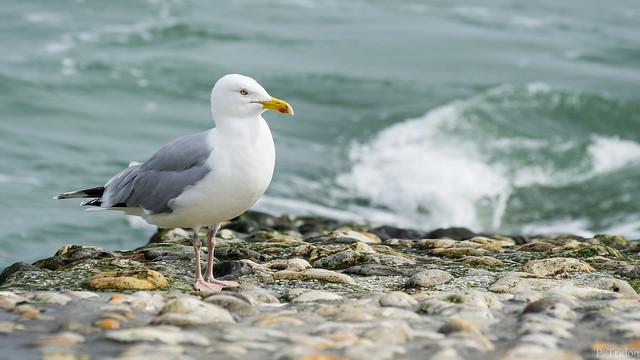 A Gull, at Etretat (France)