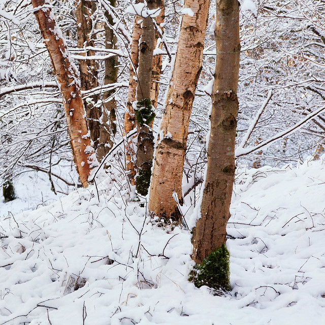 Snow trees.