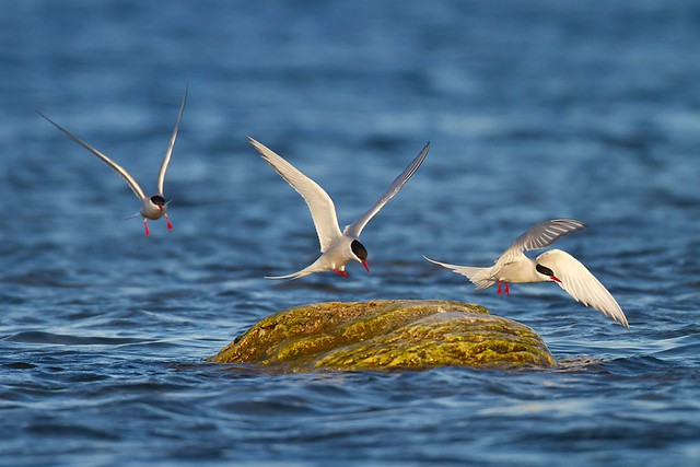 Sterna paradisaea | Arctic Tern | silvertärna