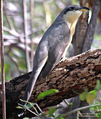 Mangrove Cuckoo, Palo Verde_