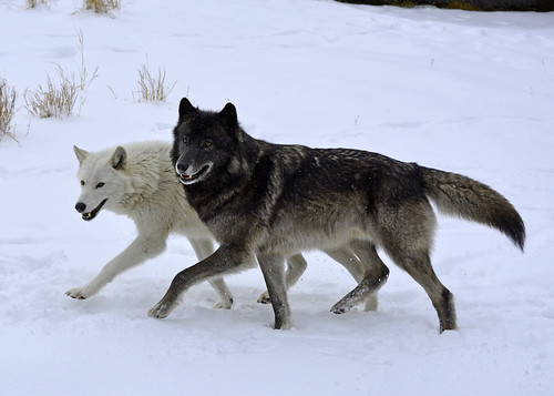 Gray Wolf | by Liger 77 (R. Lewis)