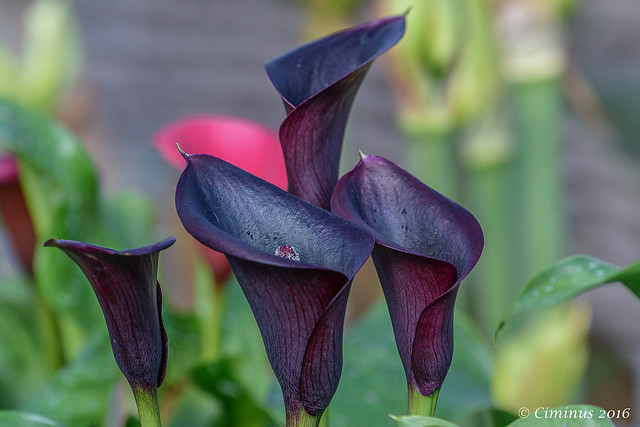 Black Callas lily.