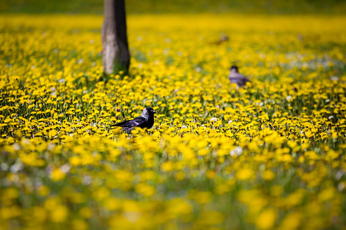 spring meadow osijek croatia dandelion crow hrvatska vrana proljece maslacak livada