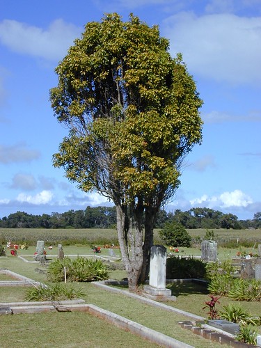 starr-001228-0126-Cinnamomum_camphora-habit-Veterans_Cemetery_Makawao-Maui | by Starr Environmental