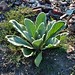 Flickr photo 'Common mullein (Verbascum thapsus)' by: Futureman1.