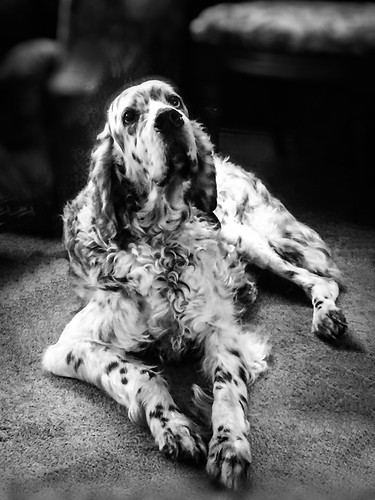 The unconditional look of love... | by Trevor_Jordan