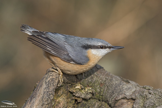 Nuthatch ready to launch!