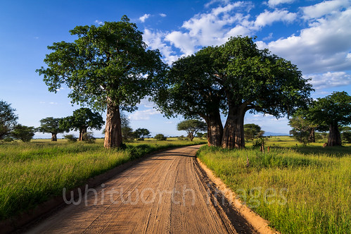 africa road blue sky tree nature clouds landscape tanzania outdoors nationalpark track african scenic plains grassland baobab tarangire savanna eastafrica tarangirenationalpark