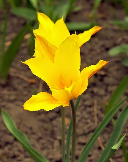 Tulipa x tschimganica (1)