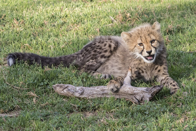 Cheetah Cub