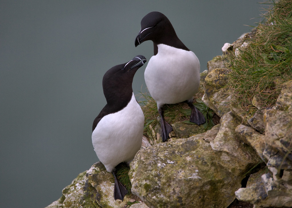 Razorbills | steve ellis | Flickr