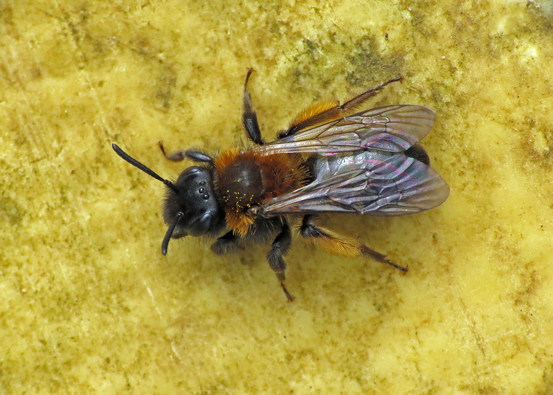 Gwynne's Mining Bee - Andrena bicolor [A]