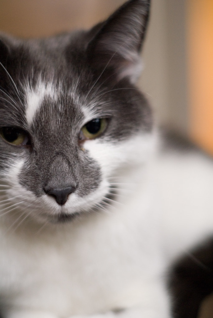 Cat Shots