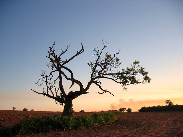 the bonsai tree