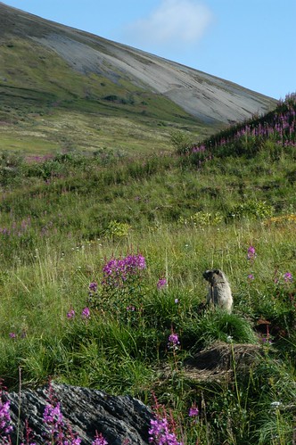 Hoary Marmot | In the Sahtu region of the Northwest Territor… | Flickr