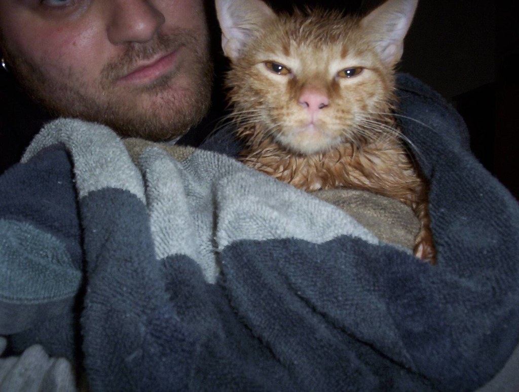 Make that, angry wet kitty. | You haven't seen angry until y… | Flickr