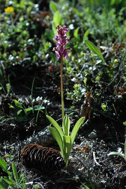 d0601110 | Spitzels Knabenkraut (Orchis spitzelii). Vercors, 06.06.2006